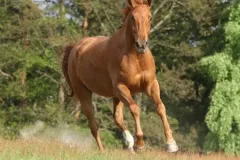 18842727-beau-cheval-alezan-courir-en-toute-liberte-et-en-faisant-la-poussiere-en-ete