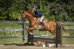 chestnut-full-bridle-jumps-ladder-fence-woman-rides-over-109844392