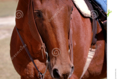 chestnut-sorrel-horse-rider-260617