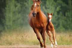 Chestnut mare and foal run free