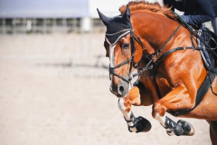 sorrel-horse-jumps-high-show-jumping-competition-beautiful-rider-saddle-sunny-day-162485277