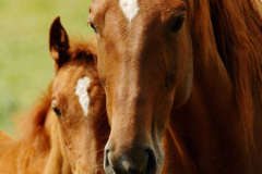 two-brown-horses-with-white-patches-on-heads