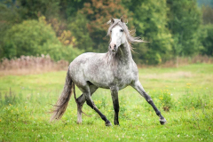 Dapple-gray-Andalusian-horse