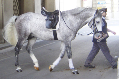 Lipizzaner_DSC02439